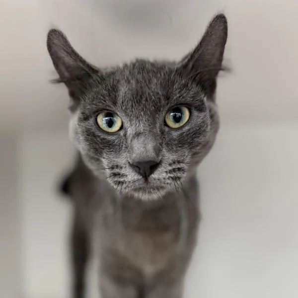 A young small-sized female Domestic Short Hair cat named Zurae for adoption in Des Moines, IA