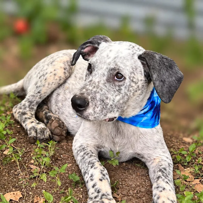 A baby small-sized male Cattle Dog dog named Reed for adoption in Boerne, TX