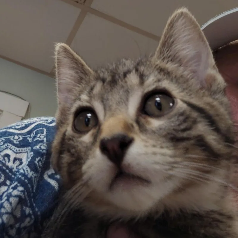 A baby small-sized male Brown / Chocolate Domestic Short Hair cat named Mark for adoption in Spokane, WA