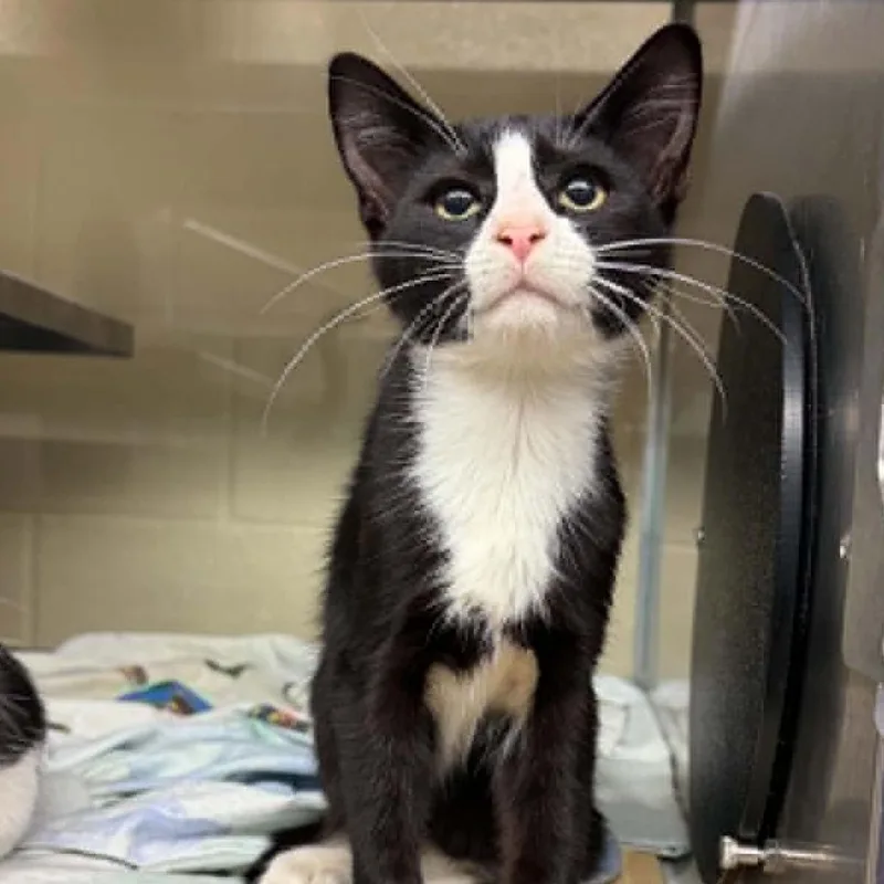A baby small-sized male Black Domestic Short Hair cat named Aioli for adoption in Concord, NC