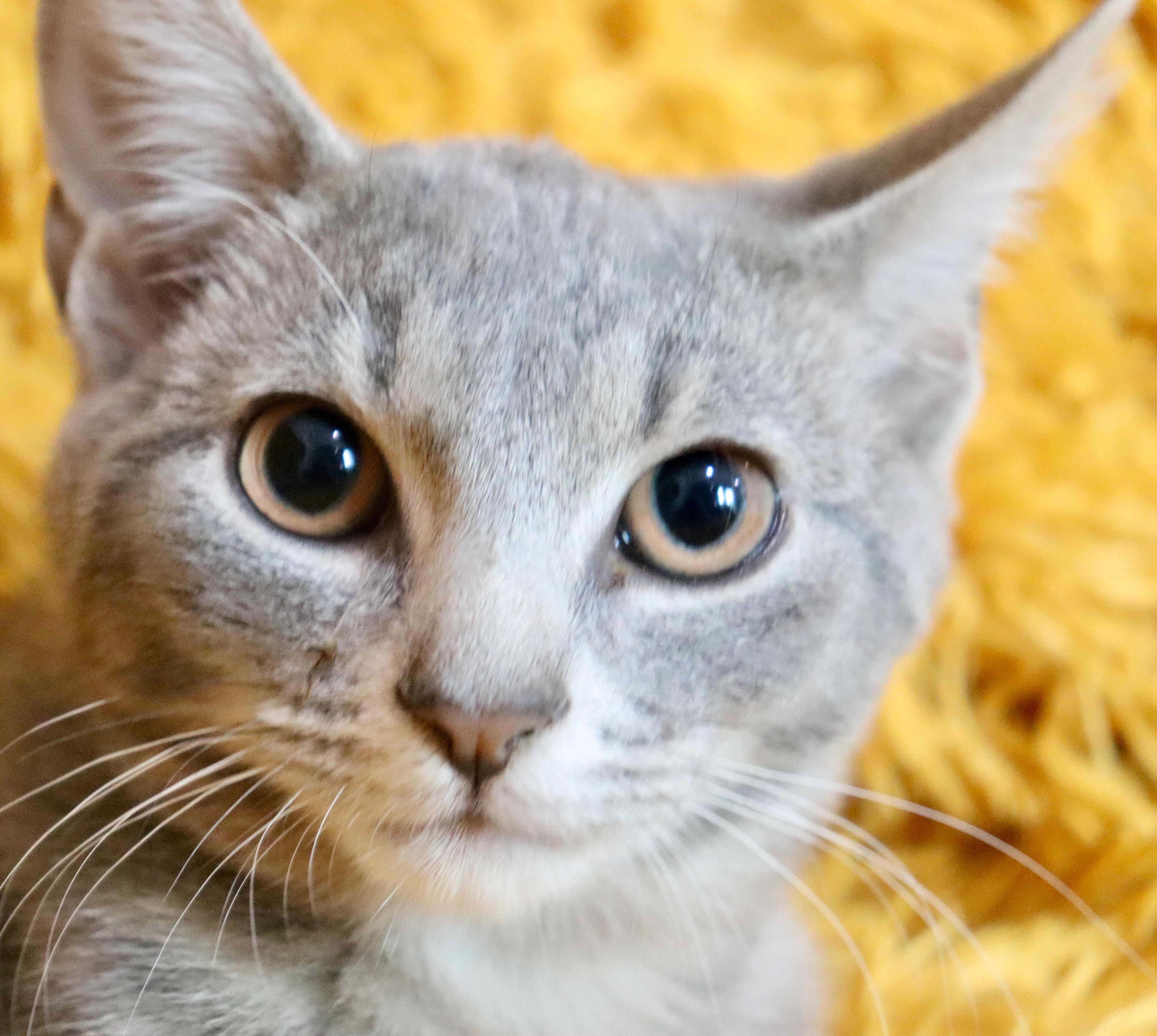 A baby medium-sized male Gray / Blue / Silver Domestic Short Hair cat named Juju for adoption in Saint Augustine, FL