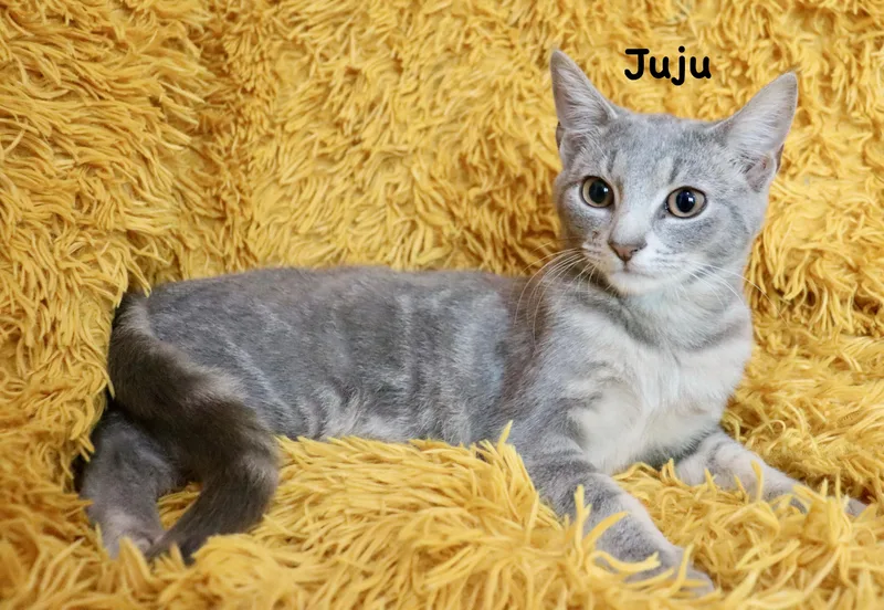 Juju thumbnail 2