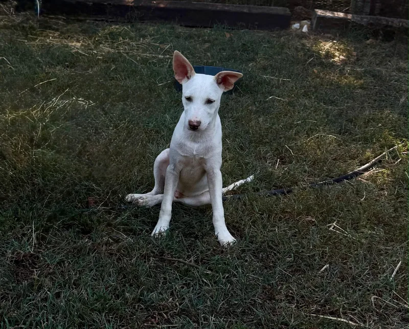 Casper thumbnail 2