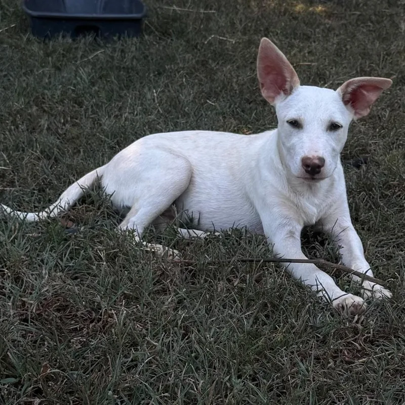 Casper thumbnail 3