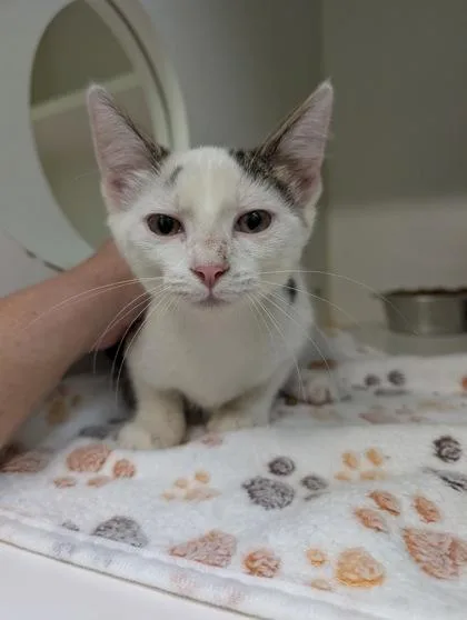 An adult small-sized female Domestic Short Hair cat named Muffin for adoption in Mansfield, TX
