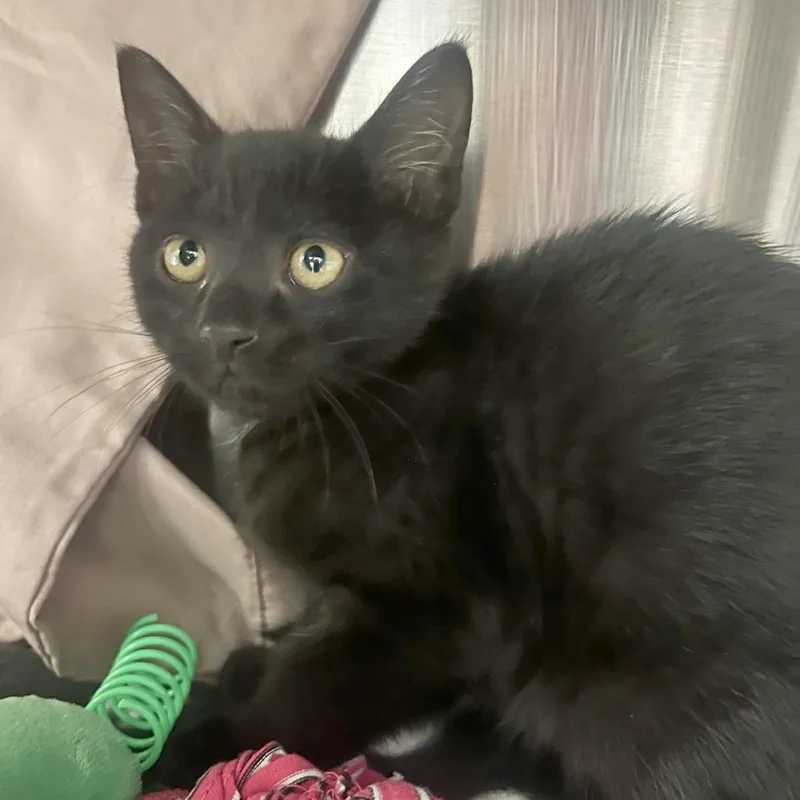 A baby small-sized male Black Domestic Short Hair cat named Ravioli for adoption in Hendersonville, NC