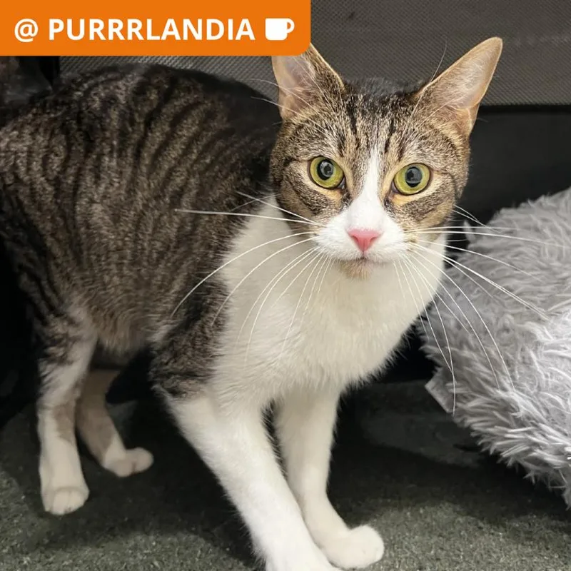 An adult large-sized male Domestic Short Hair cat named Weasel for adoption in Los Angeles, CA