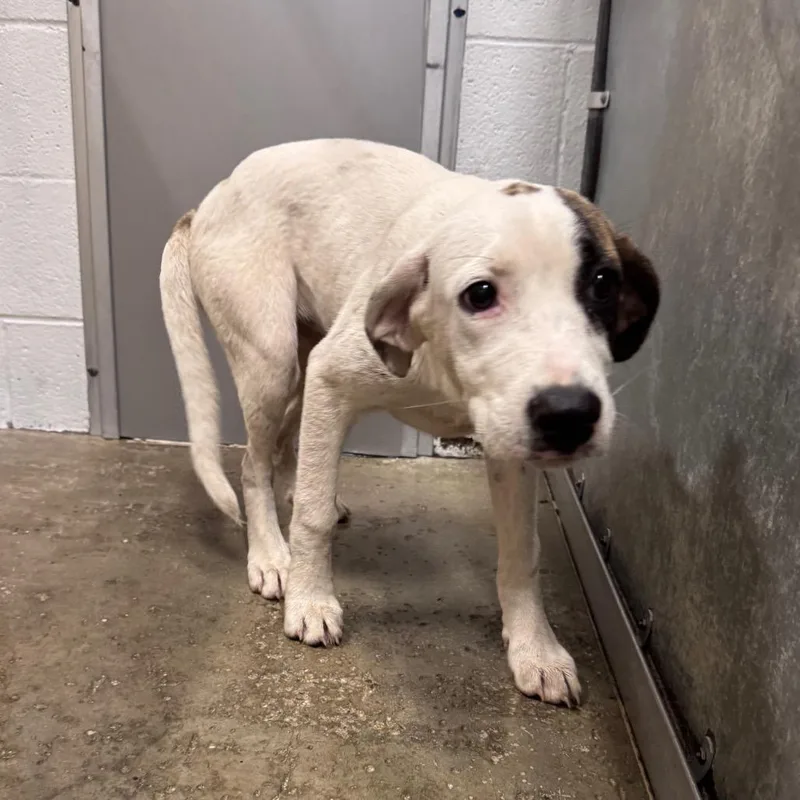 A young medium-sized female White / Cream Mixed Breed dog named Jezebel for adoption in Columbiana, AL