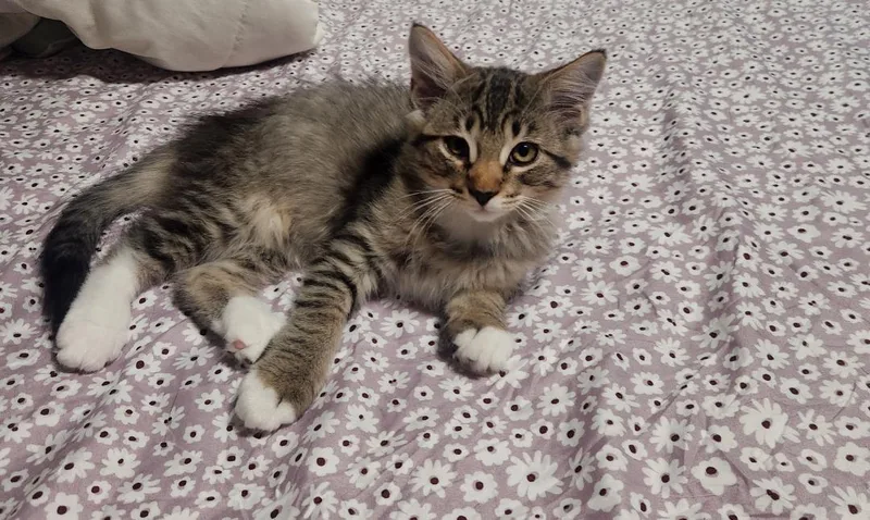 A baby medium-sized male Tabby (Brown / Chocolate) Domestic Short Hair cat named Gromit for adoption in Mokena, IL