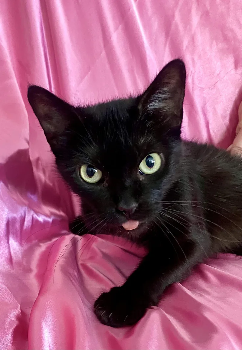 An adult medium-sized female Black Bombay cat named Duchess for adoption in Rowland Heights, CA