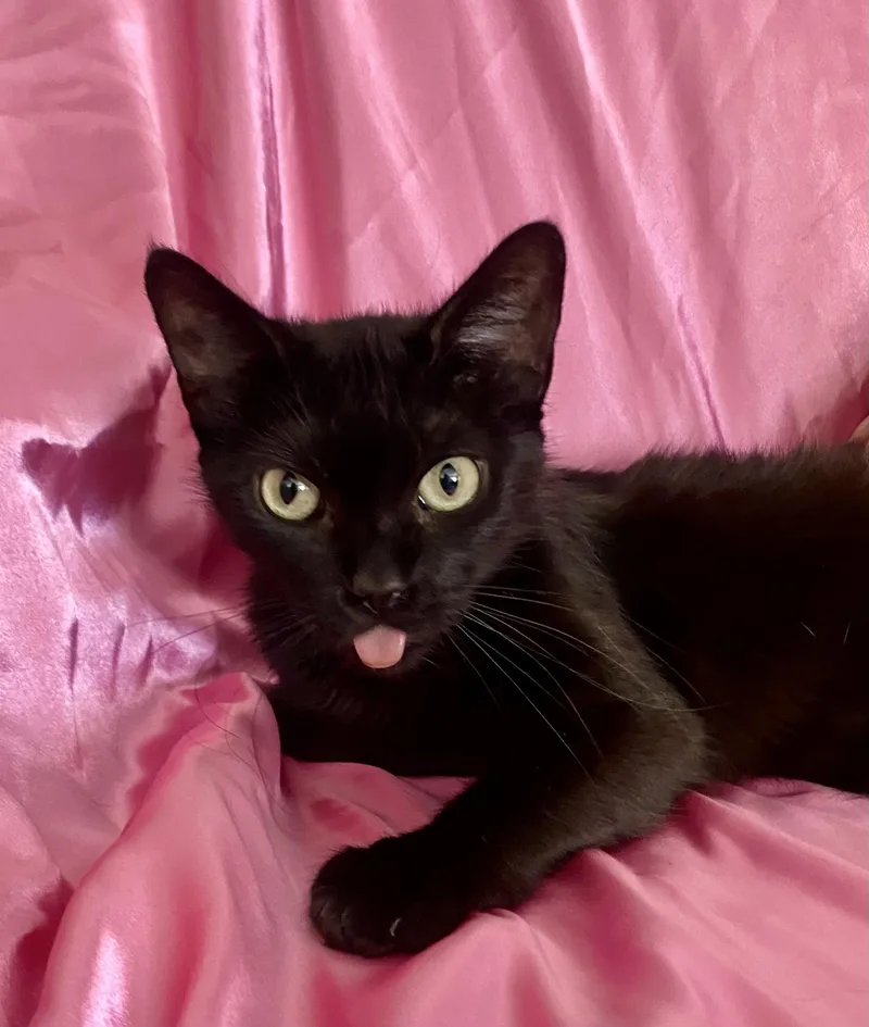 Duchess thumbnail 2