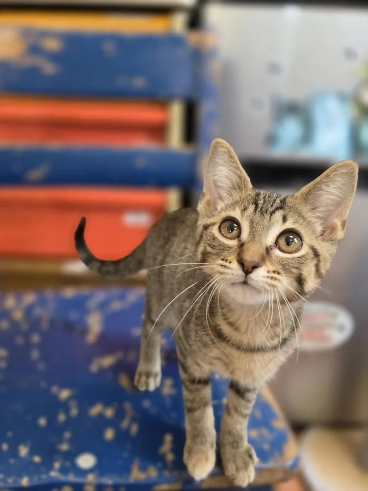 A young medium-sized female Domestic Short Hair cat named Kahanna for adoption in Wild Rose, WI