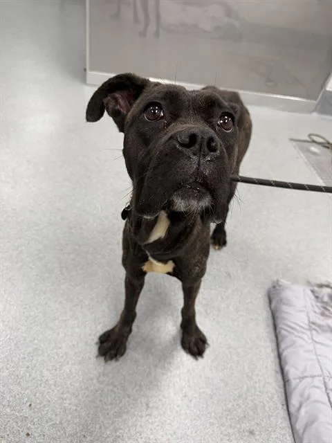 Rosemary