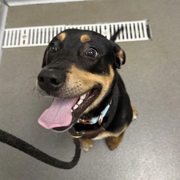 A young medium-sized male Hound dog named Jordy for adoption in Des Moines, IA