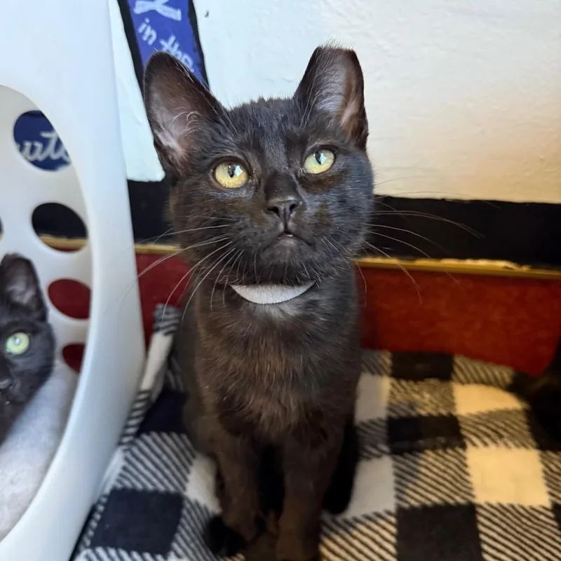 A baby small-sized female Black Domestic Short Hair cat named Raven for adoption in Los Angeles, CA