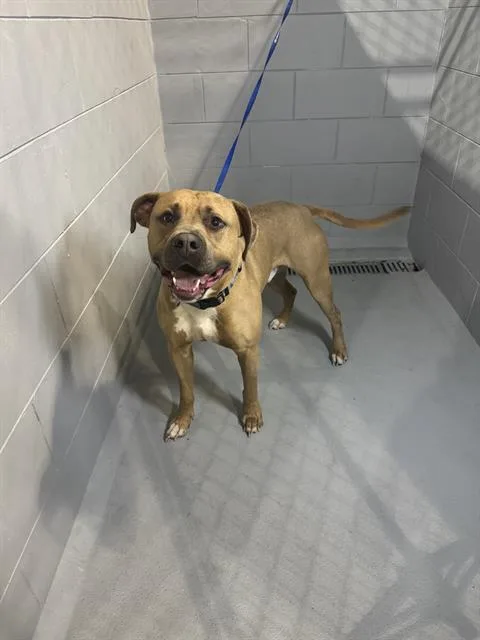 A young medium-sized male American Bulldog dog named Asher for adoption in Winter Haven, FL