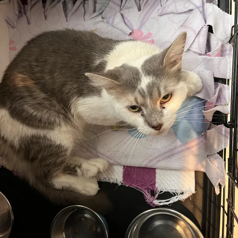 An adult large-sized male Domestic Medium Hair cat named Retro for adoption in Salisbury, MA
