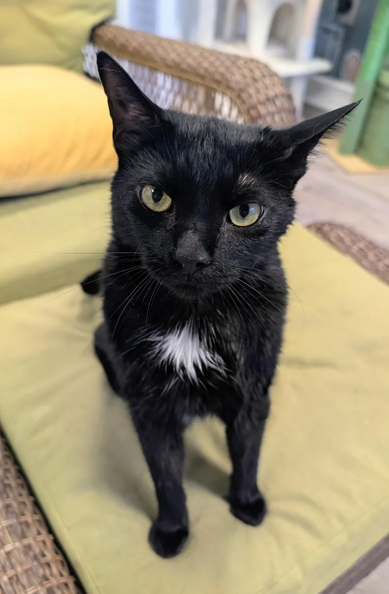 An adult large-sized female Black Domestic Short Hair cat named Adora for adoption in Palm Harbor, FL