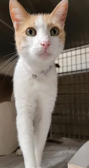 An adult medium-sized male Domestic Medium Hair cat named Binky for adoption in Downey, CA