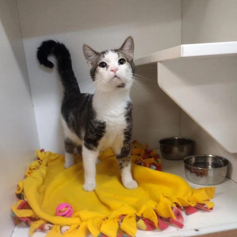 A young small-sized male Brown / Chocolate Domestic Short Hair cat named Keanu Reeves for adoption in Troy, IL