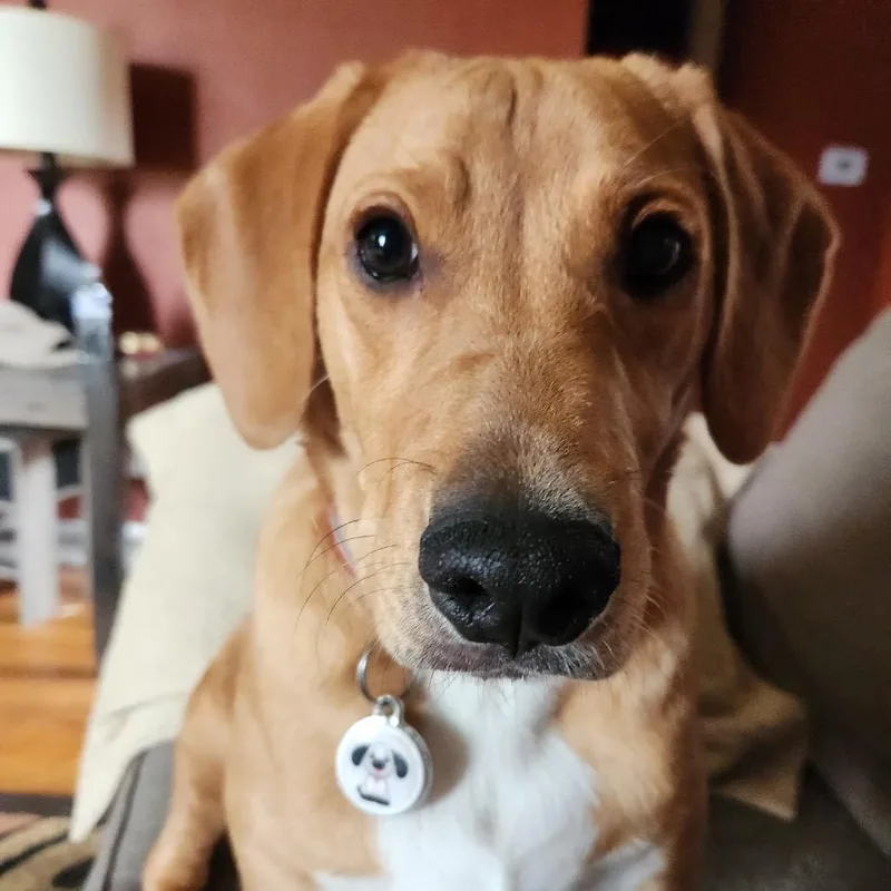 Buddy