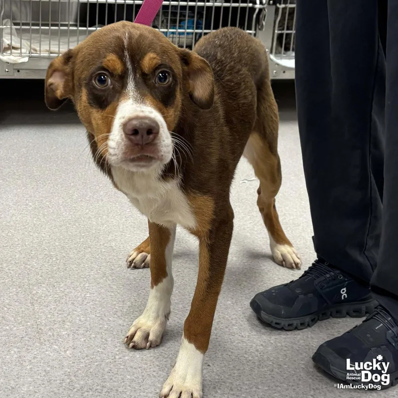 A young medium-sized male Shepherd dog named Pike for adoption in Washington, DC