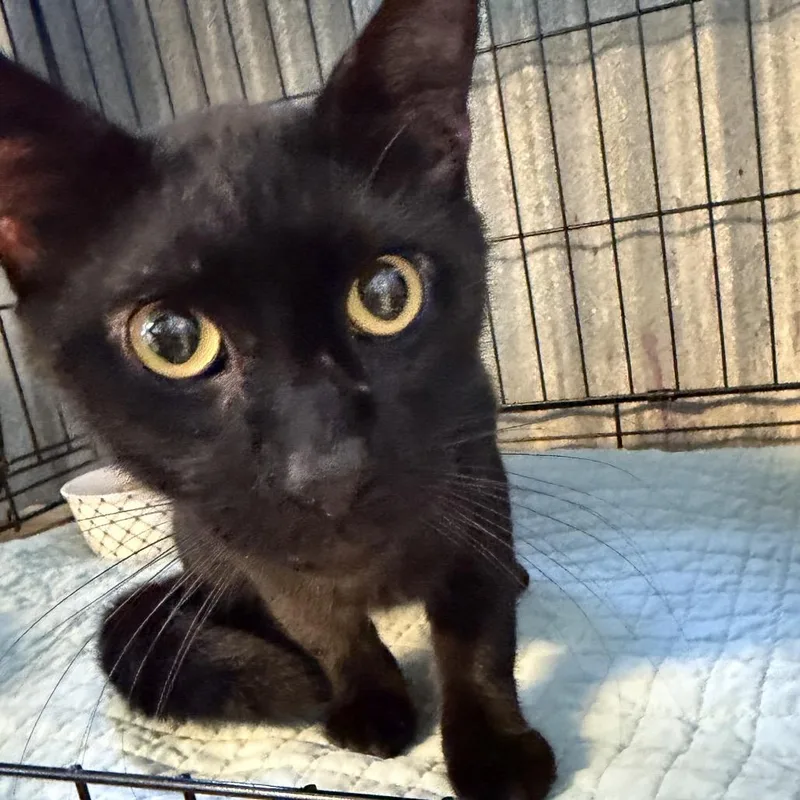 A young large-sized male Black Domestic Short Hair cat named Venom for adoption in Pennsville, NJ