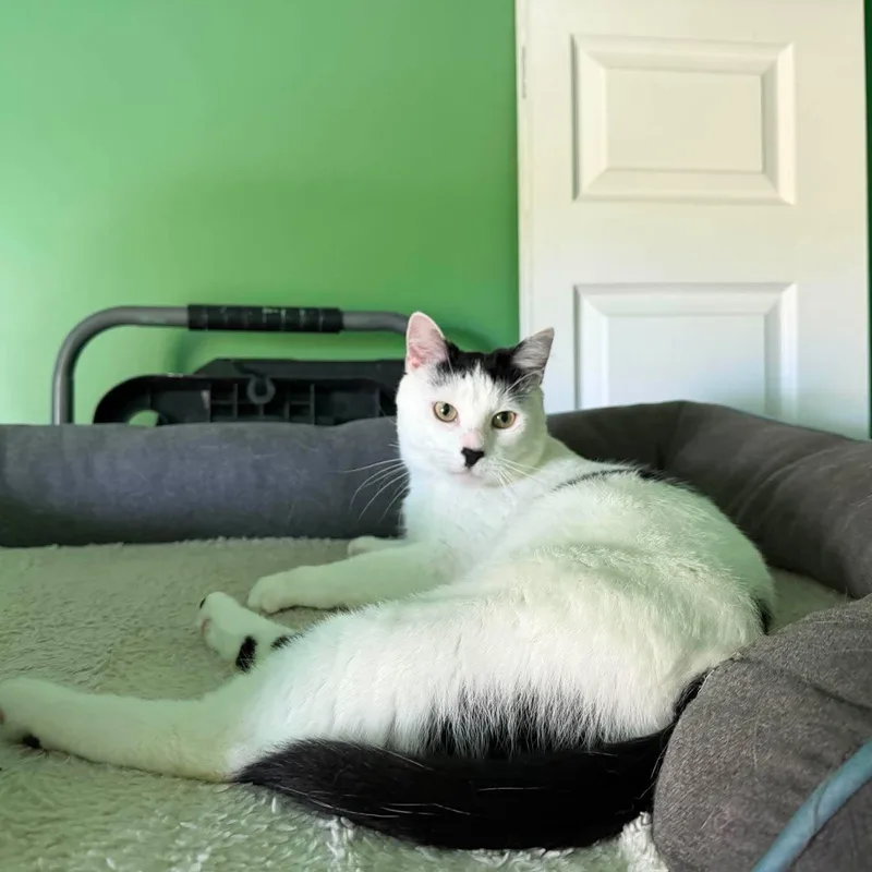 An adult medium-sized male Black & White / Tuxedo Domestic Short Hair cat named Chaplin for adoption in Royal Oak, MI