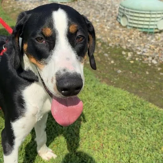 A young medium-sized male Black Mixed Breed dog named Copper for adoption in Blairsville, GA