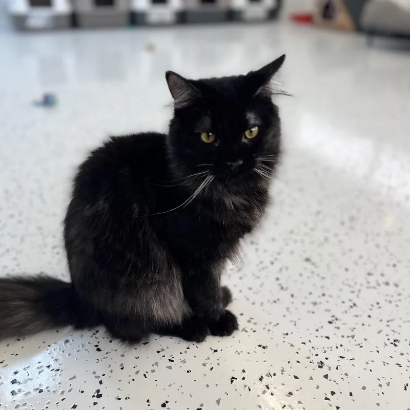 Scout&scott thumbnail 2