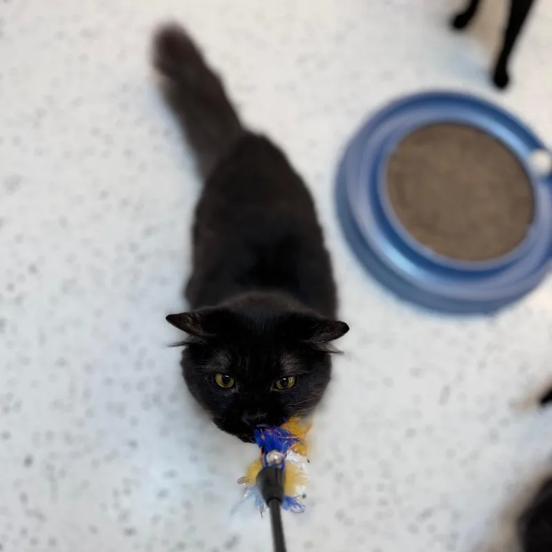 Scout&scott thumbnail 3