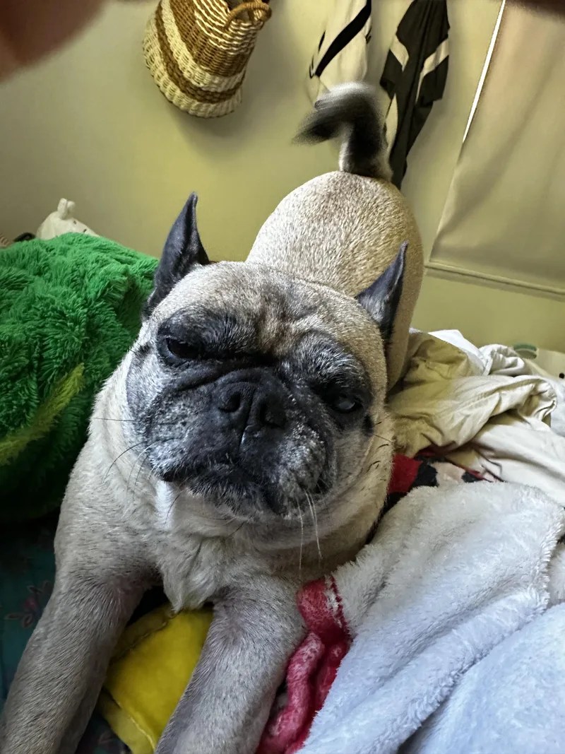 An adult small-sized female Sable French Bulldog dog named Oliva for adoption in Gulfport, FL