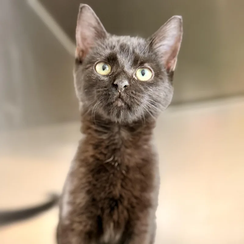 A baby medium-sized female Black Domestic Short Hair cat named Briar for adoption in Jackson, NJ