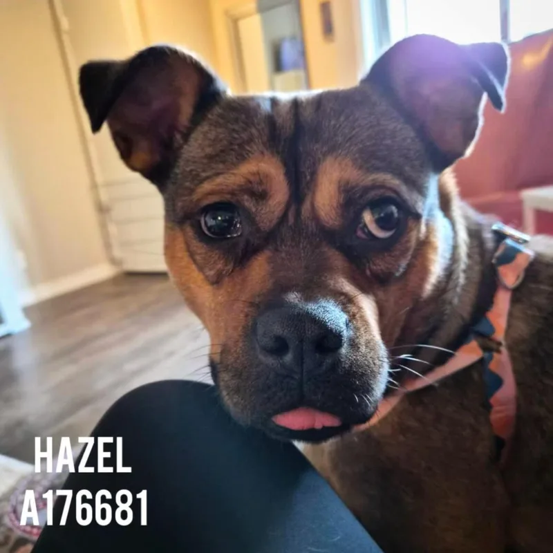 Hazel