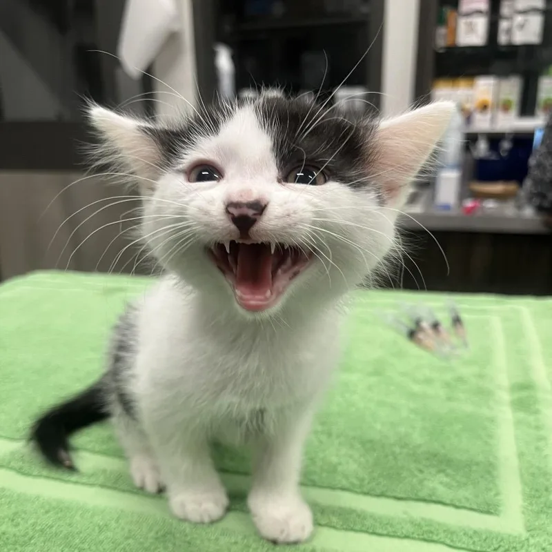 A baby small-sized male Domestic Short Hair cat named Dandelion for adoption in Hinsdale, IL