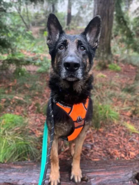 An adult large-sized male German Shepherd Dog dog named Bergamot for adoption in Woodland, CA