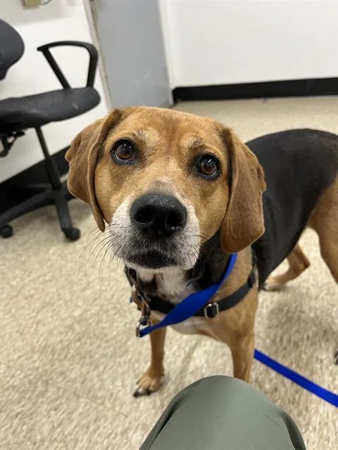 An adult large-sized female Foxhound dog named Annie for adoption in Boston, MA