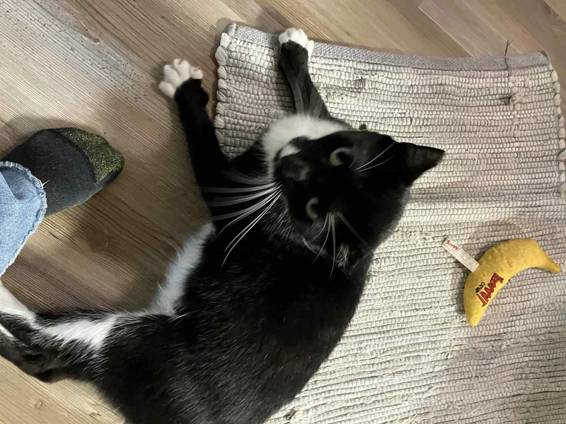 Leonardo thumbnail 2