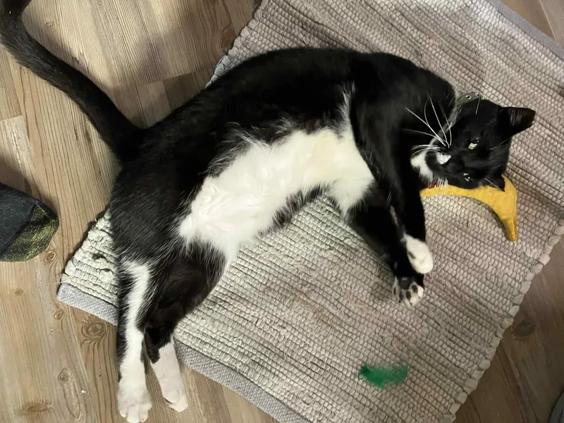 Leonardo thumbnail 3