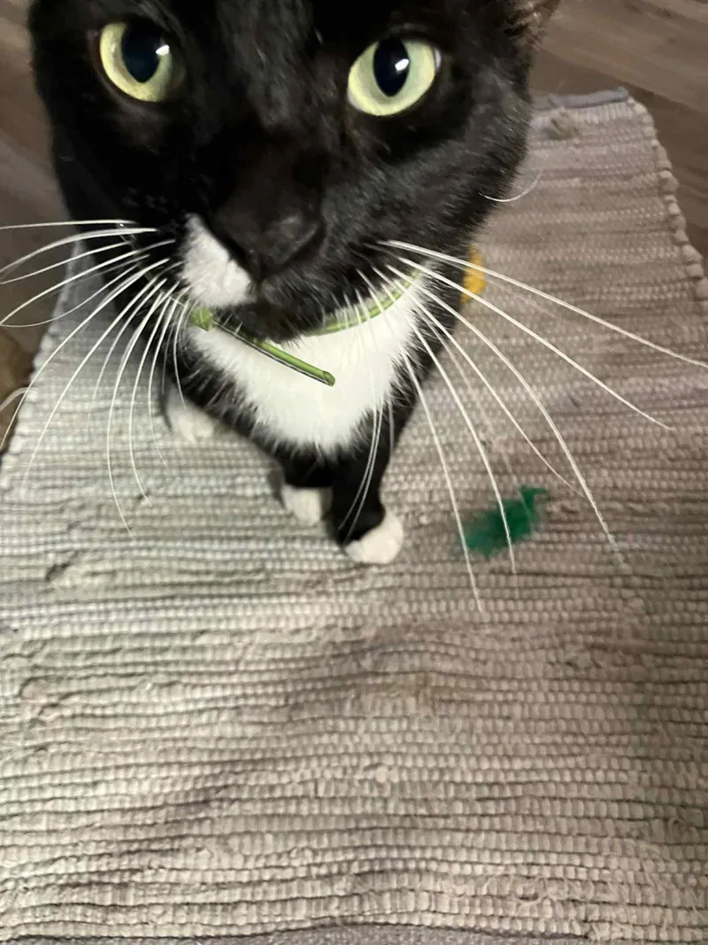 Leonardo thumbnail 4