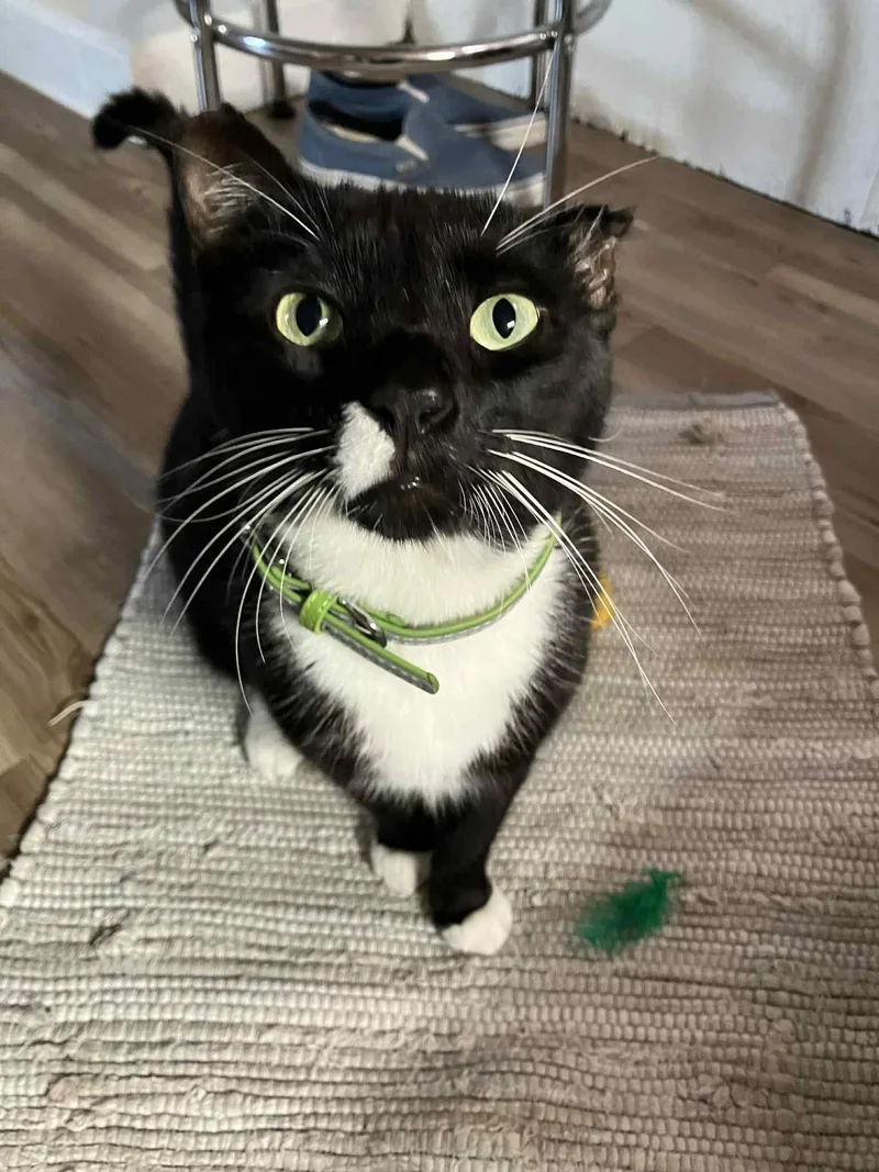 Leonardo thumbnail 5