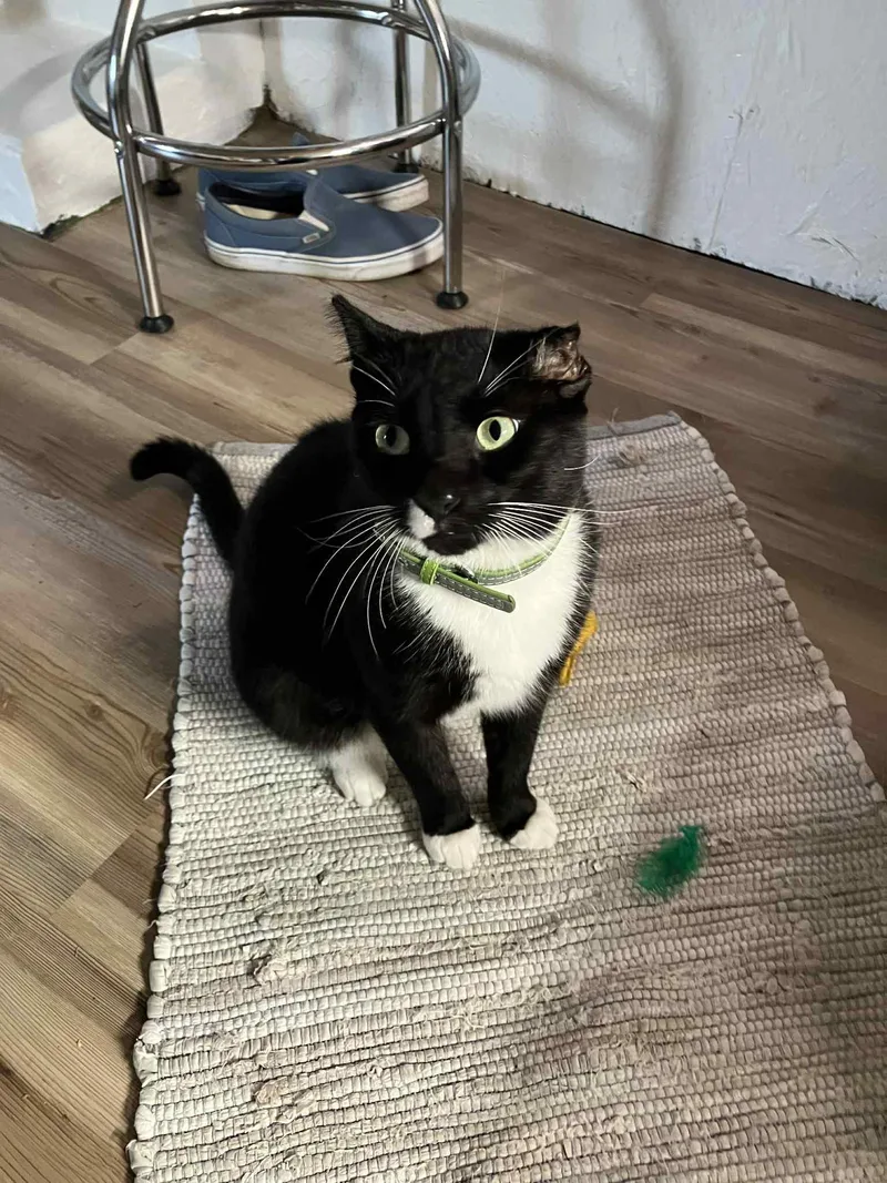 Leonardo thumbnail 6