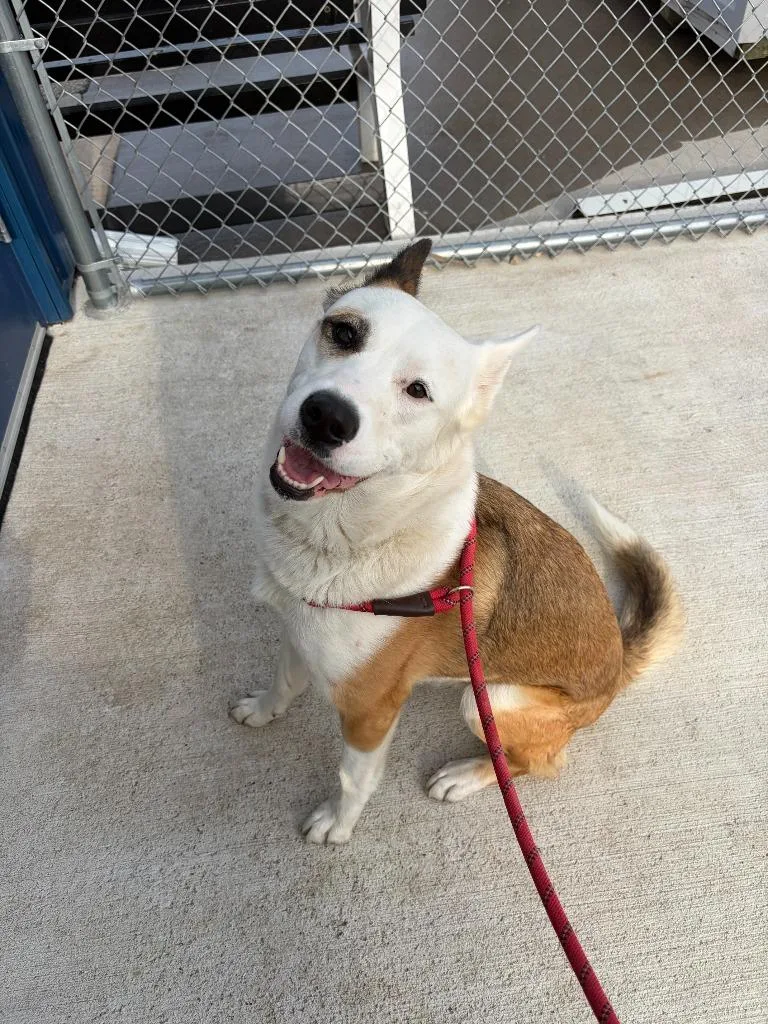 Kahlua