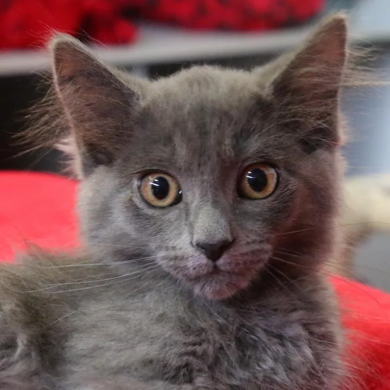 An adult large-sized female Gray / Blue / Silver Domestic Long Hair cat named Frankie for adoption in Sarasota, FL