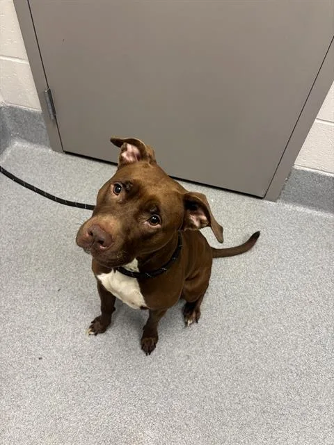 An adult medium-sized female Pit Bull Terrier dog named Dorothy for adoption in Indianapolis, IN