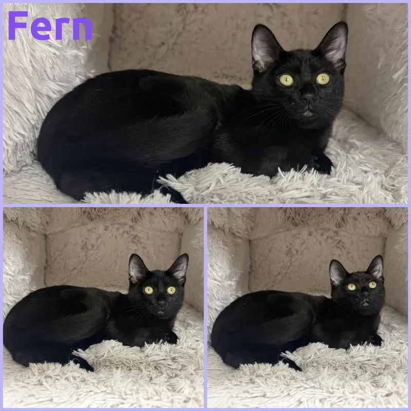 A baby small-sized female Black Domestic Short Hair cat named Fern for adoption in Louisville, KY