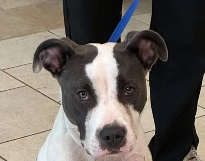 An adult medium-sized female Gray / Blue / Silver American Staffordshire Terrier dog named Chevy for adoption in Disputanta, VA