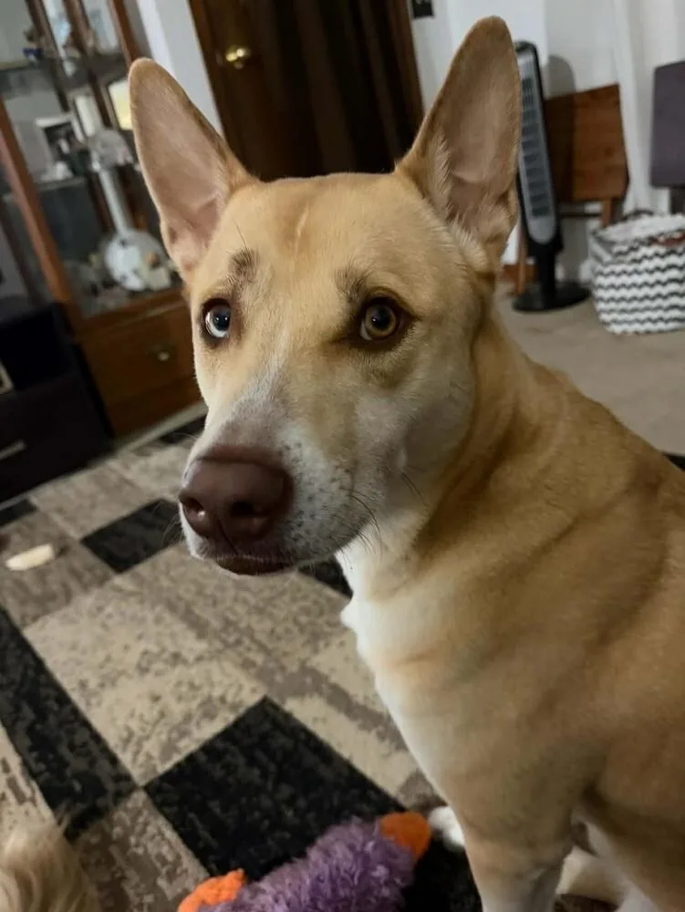 Tito
