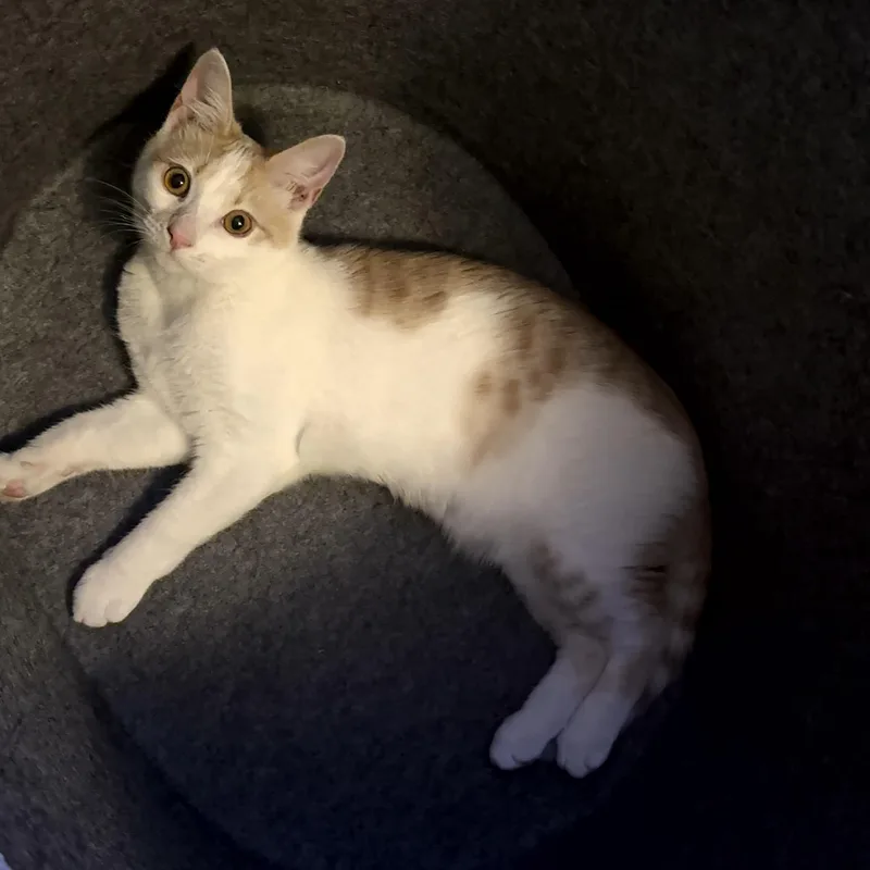 A baby large-sized male Orange & White Domestic Short Hair cat named Chicago for adoption in Santa Ana, CA