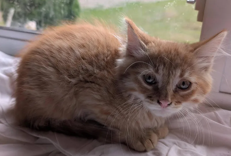 A baby large-sized male Orange / Red Maine Coon cat named Rusty for adoption in Libby, MT